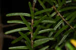 Carolina hemlock